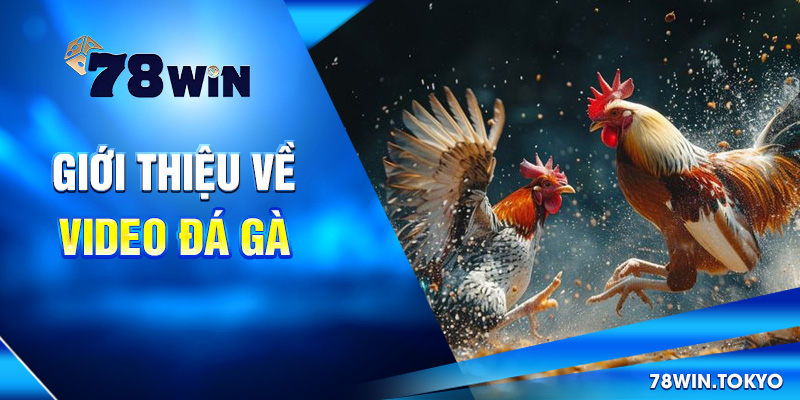 Video Đá Gà Trực Tiếp 78WIN - Livestream Sắc Nét, Full HD 6 Giới thiệu về video đá gà