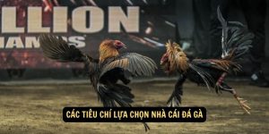 Cac tieu chi lua chon nha cai da ga