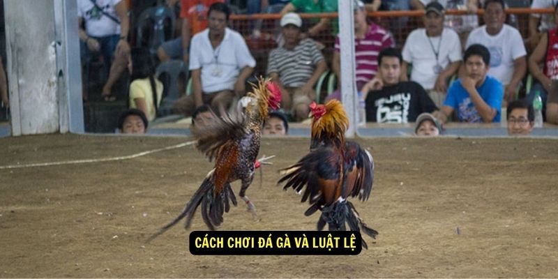 Cách chơi Đá gà và luật lệ