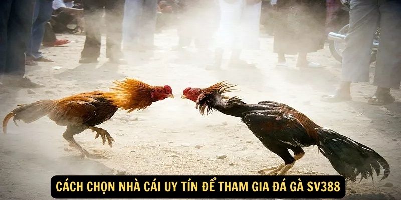 Cách chọn nhà cái uy tín để tham gia đá gà Sv388