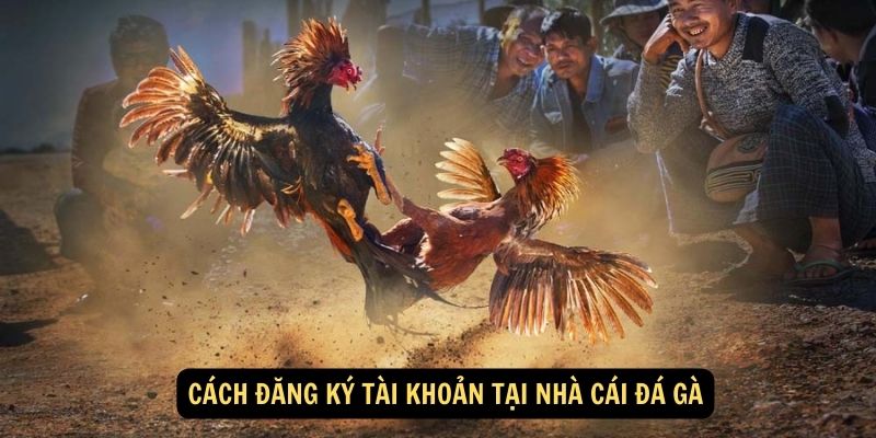 Cách đăng ký tài khoản tại nhà cái đá gà