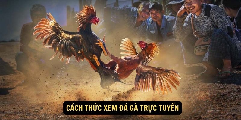 Cach thuc xem da ga truc tuyen