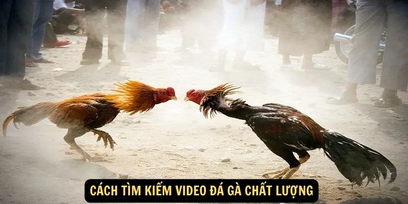 Cách tìm kiếm video đá gà chất lượng