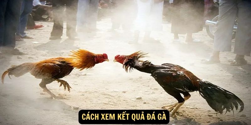 Cách xem kết quả đá gà