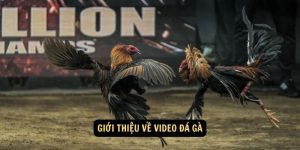 Gioi thieu ve video da ga