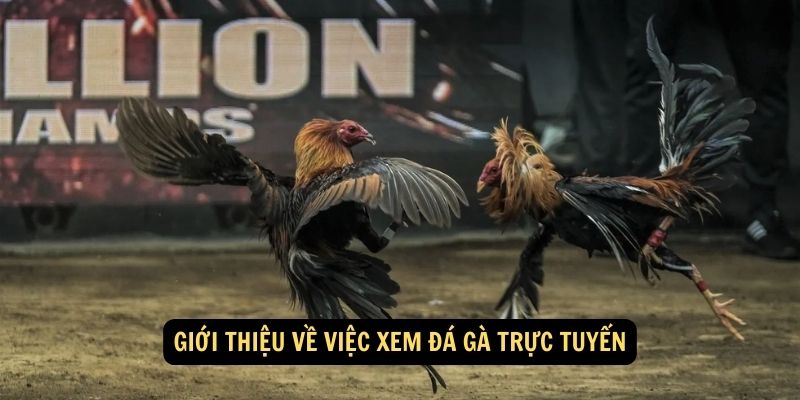 Giới thiệu về việc xem đá gà trực tuyến