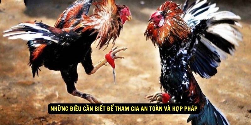 Những điều cần biết để tham gia an toàn và hợp pháp