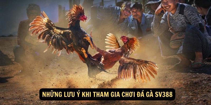 Những lưu ý khi tham gia chơi đá gà Sv388