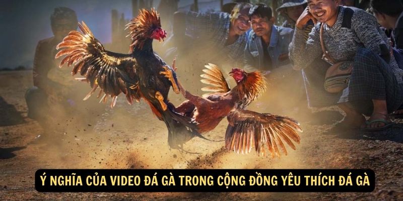 Ý nghĩa của video đá gà trong cộng đồng yêu thích đá gà