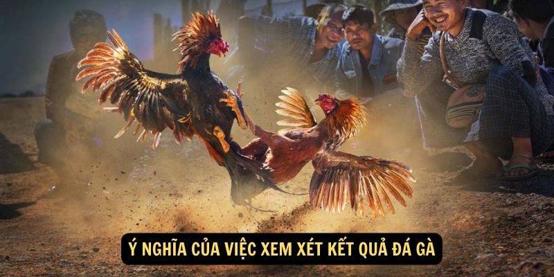 Ý nghĩa của việc xem xét kết quả đá gà